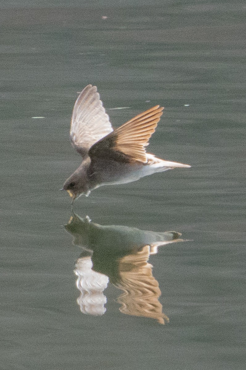 Northern Rough-winged Swallow - ML616988738