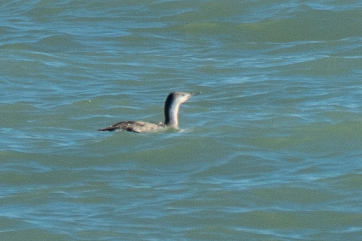 Red-throated Loon - ML616988750