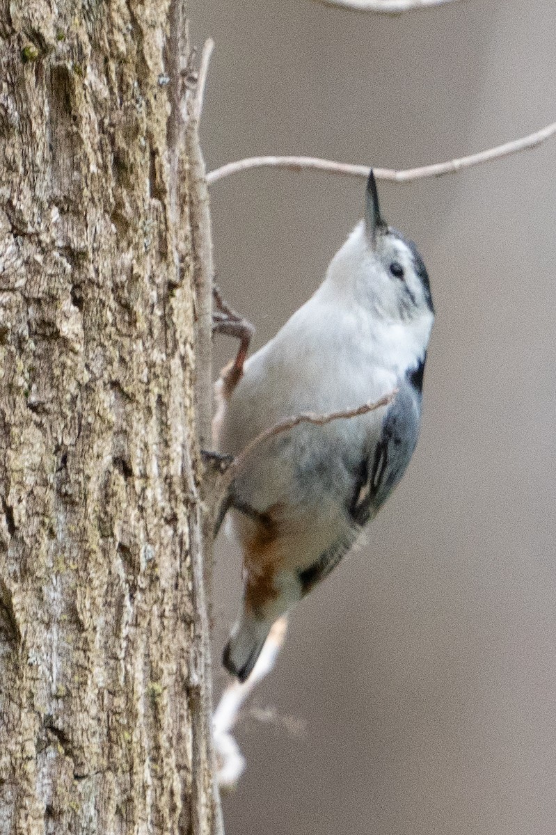 White-breasted Nuthatch - Keith Lea