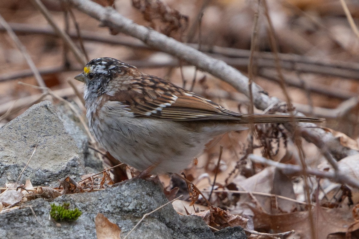 White-throated Sparrow - Keith Lea