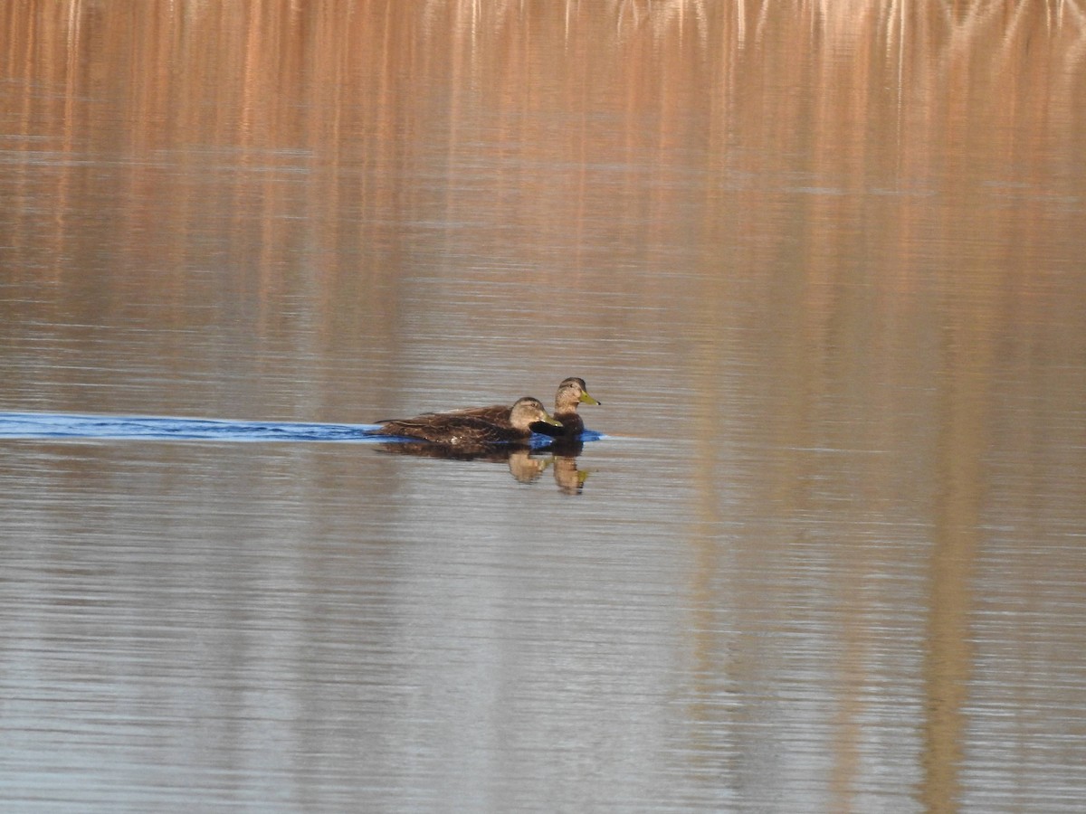 eBird Checklist - 6 Apr 2024 - Rollins Savanna Forest Preserve--North ...