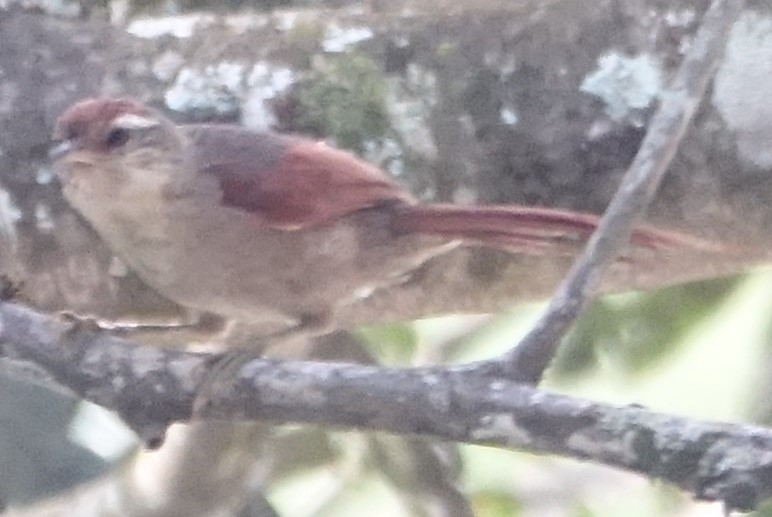 Line-cheeked Spinetail - ML616989117