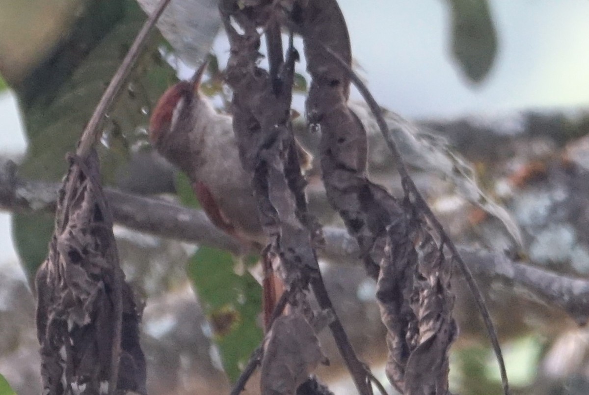 Line-cheeked Spinetail - ML616989118