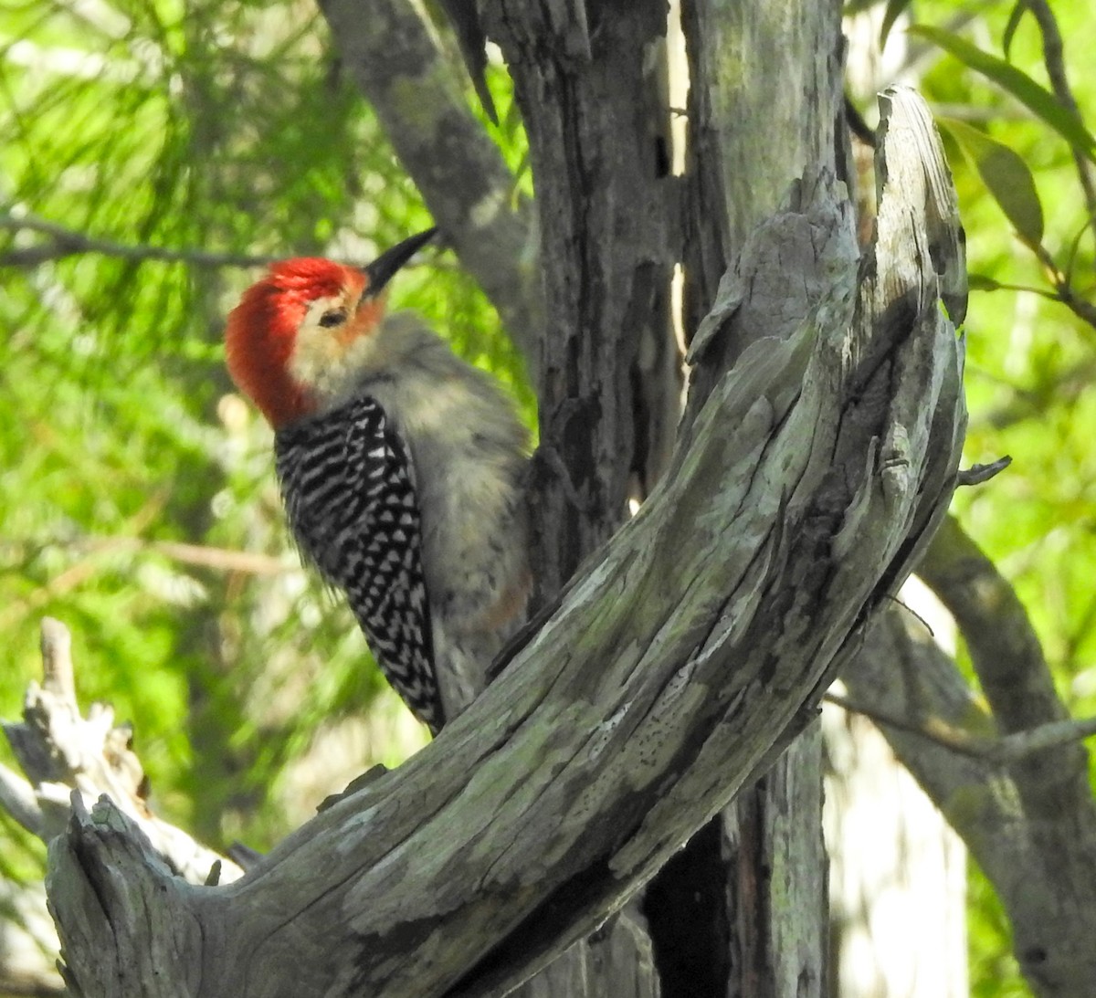 Red-bellied Woodpecker - ML616989259