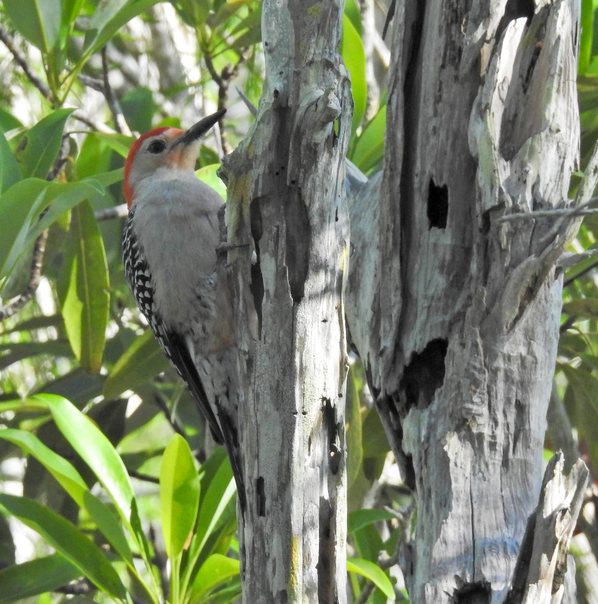 Red-bellied Woodpecker - ML616989260