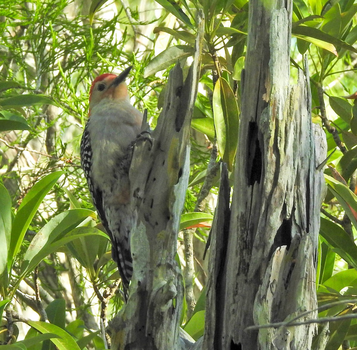 Red-bellied Woodpecker - ML616989261