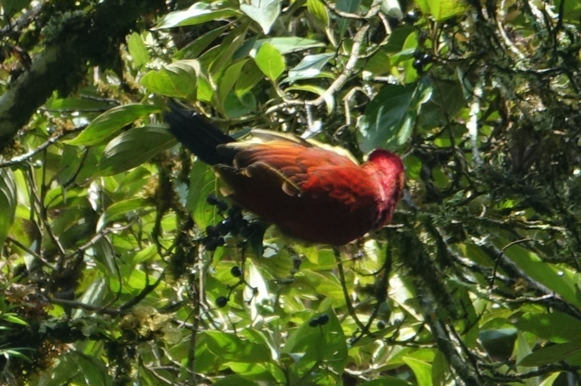 Crimson-mantled Woodpecker - ML616989335