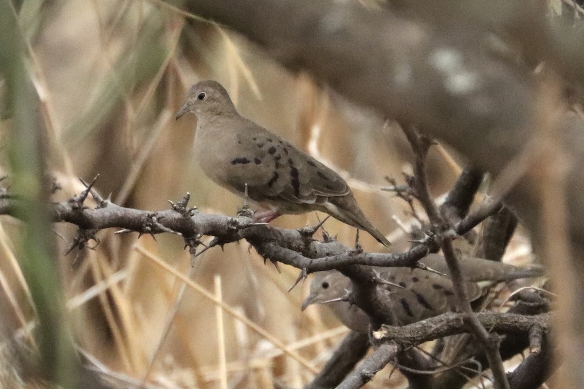 Plain-breasted Ground Dove - ML616989364