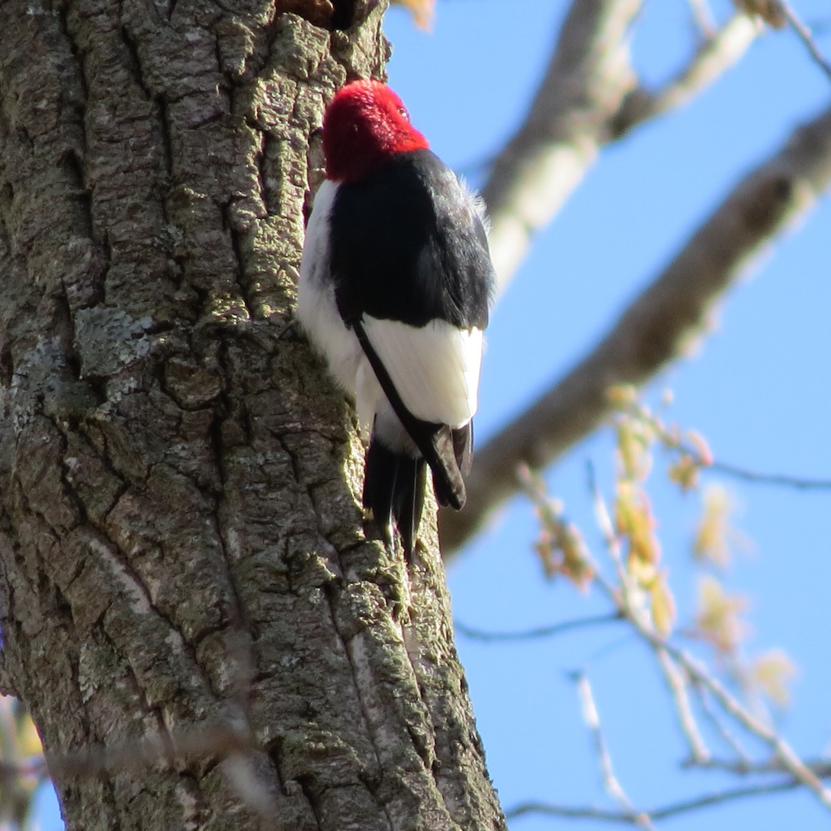 Red-headed Woodpecker - ML616989382