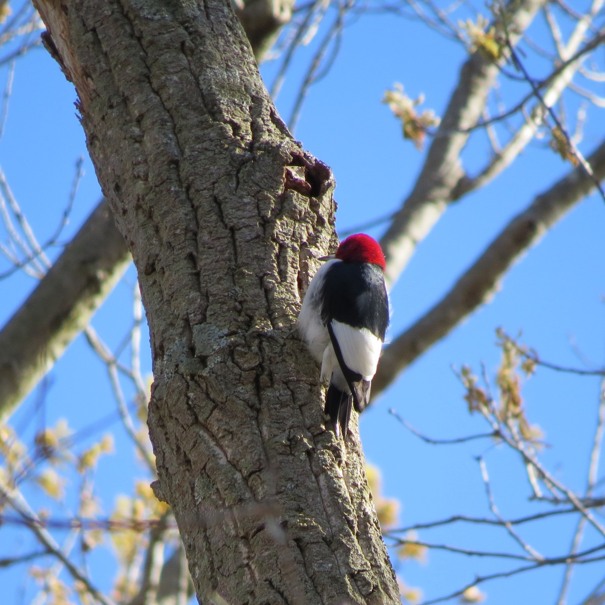 Red-headed Woodpecker - Tom Eck
