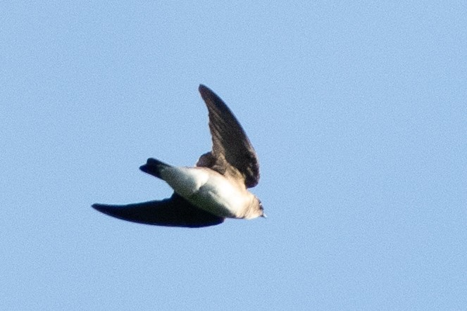 Northern Rough-winged Swallow (Northern) - A Birder