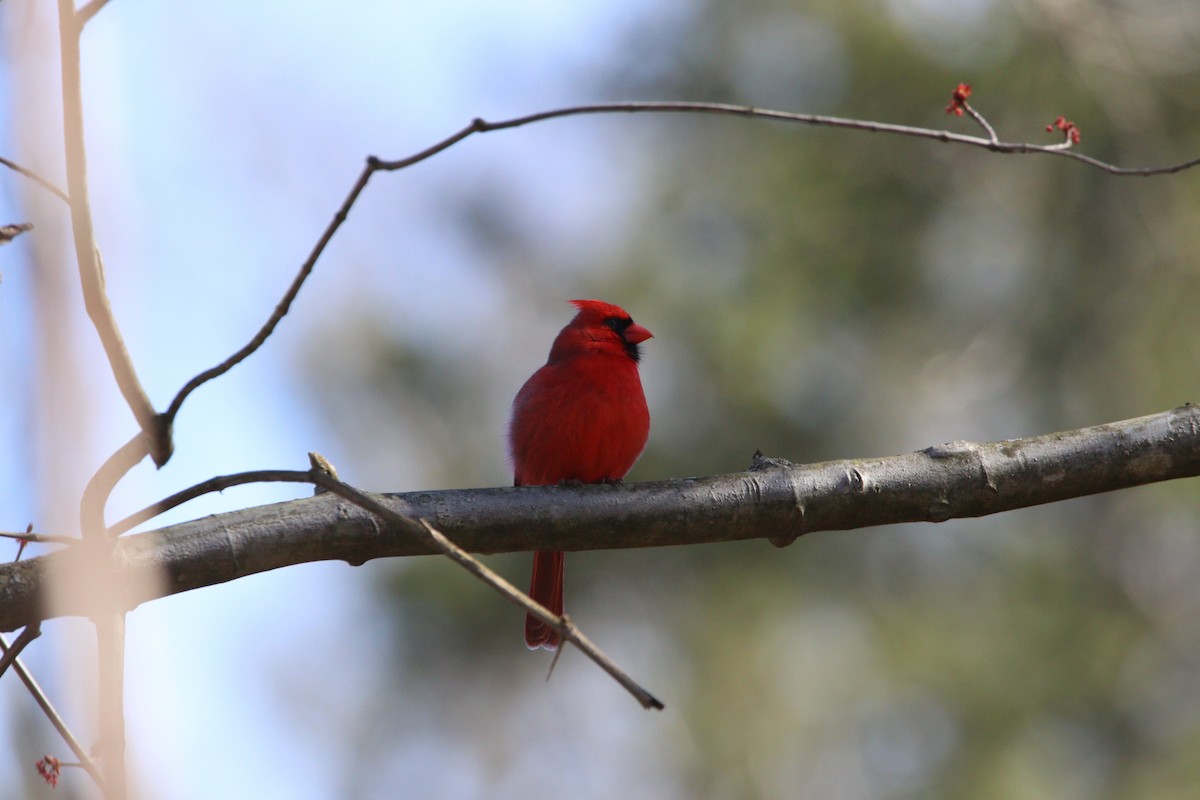 Cardinal rouge - ML616989508