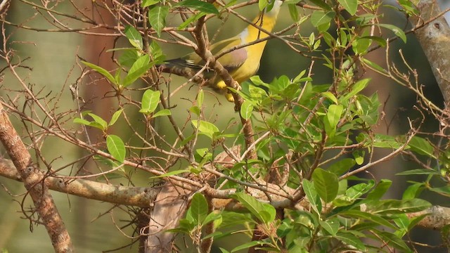Yellow-footed Green-Pigeon - ML616989512
