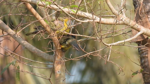 Yellow-footed Green-Pigeon - ML616989519