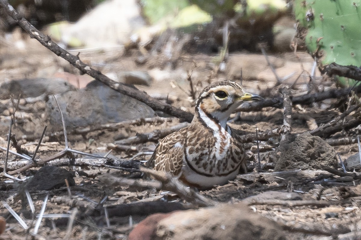 Three-banded Courser - ML616989577