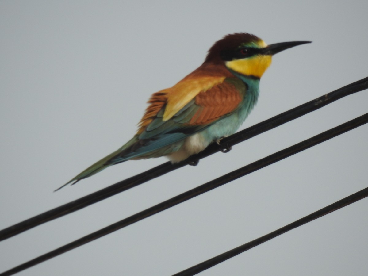 European Bee-eater - ML616989624