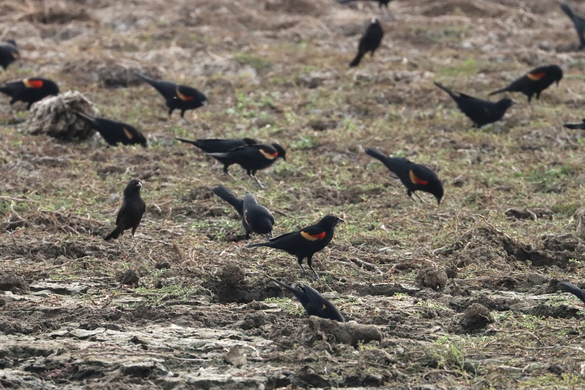 Red-winged Blackbird - John van Dort