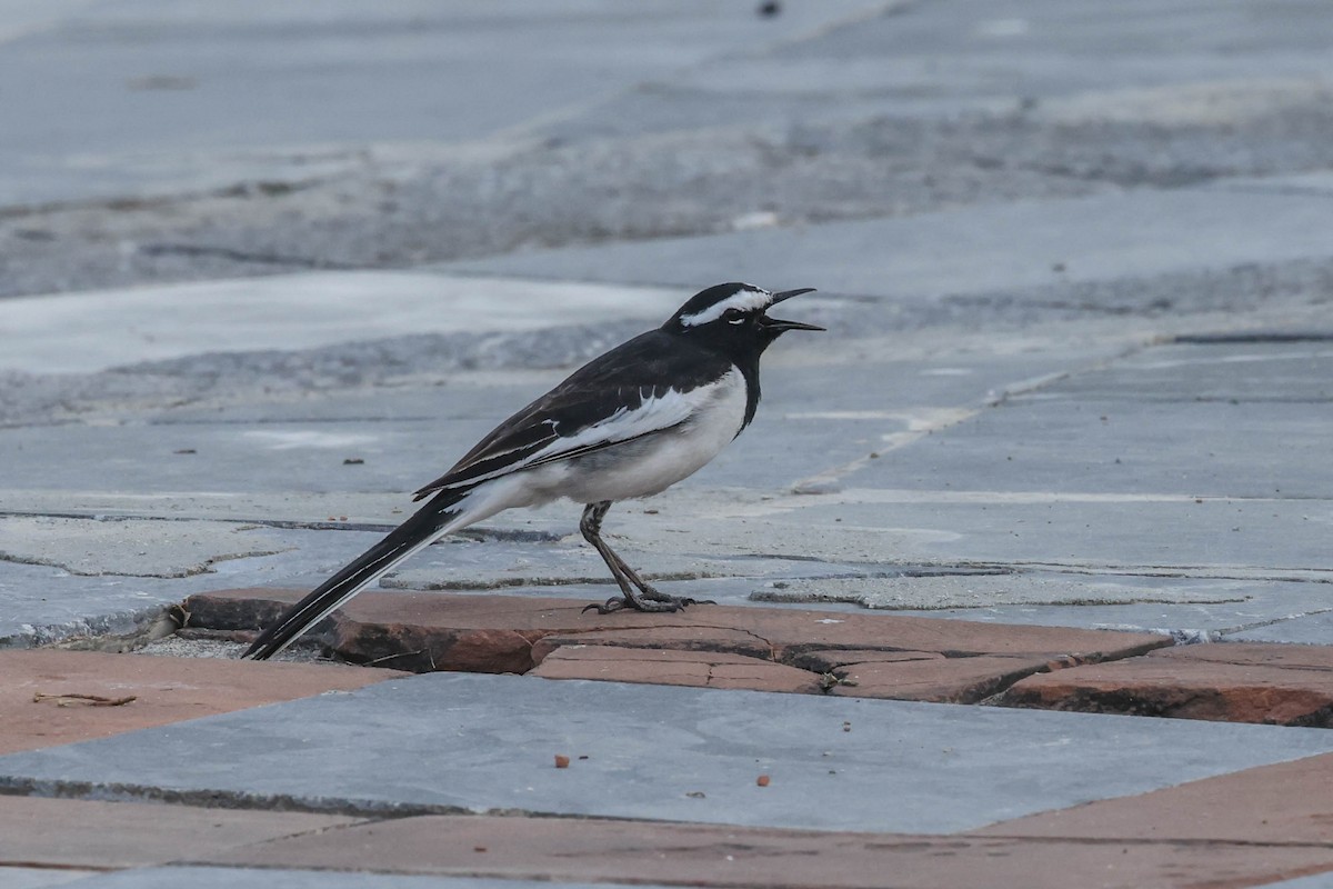 White-browed Wagtail - ML616989693