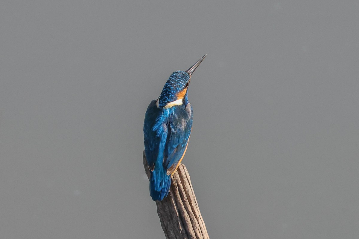 Common Kingfisher - ML616989705