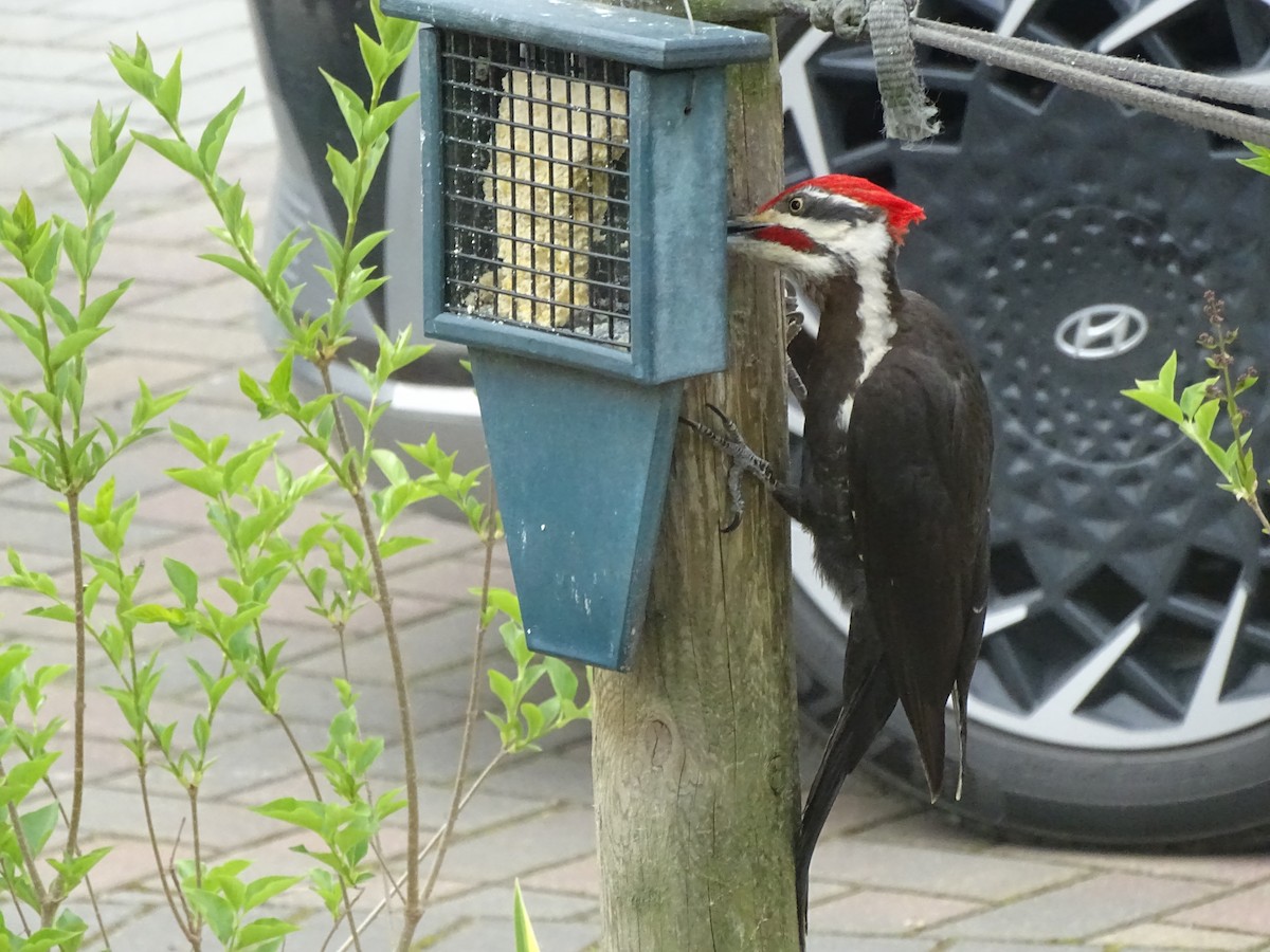 Pileated Woodpecker - ML616989725