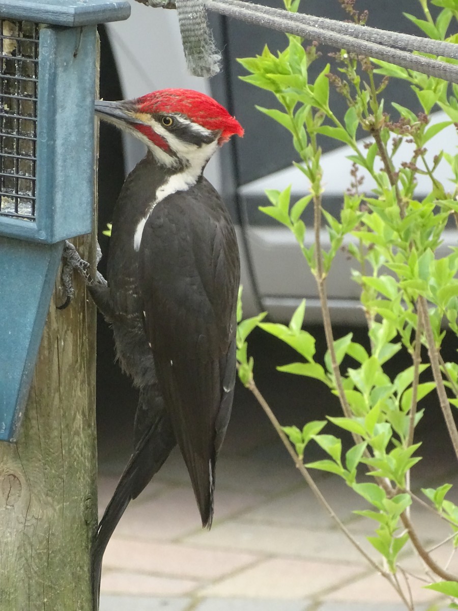 Pileated Woodpecker - ML616989726
