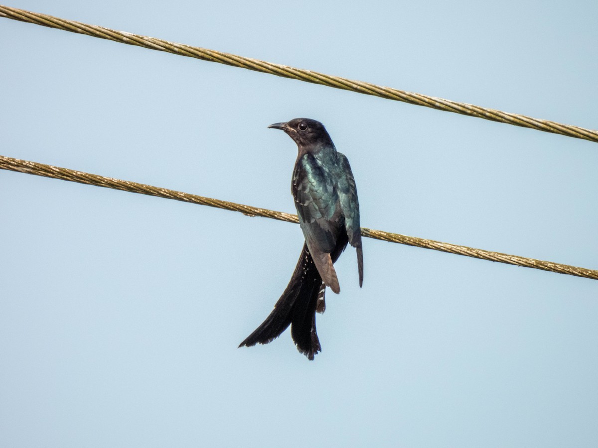 Fork-tailed Drongo-Cuckoo - ML616989862