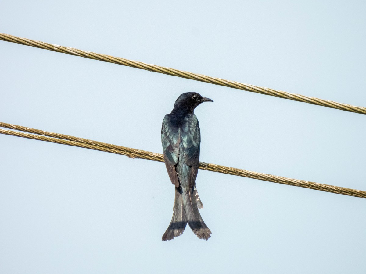 Fork-tailed Drongo-Cuckoo - ML616989871