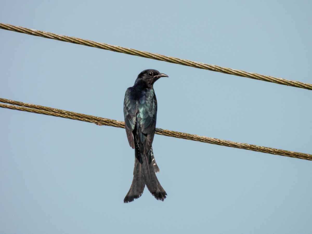 Fork-tailed Drongo-Cuckoo - ML616989879