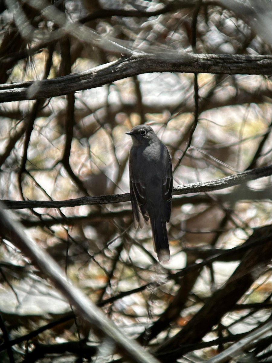 Townsend's Solitaire - ML616989963
