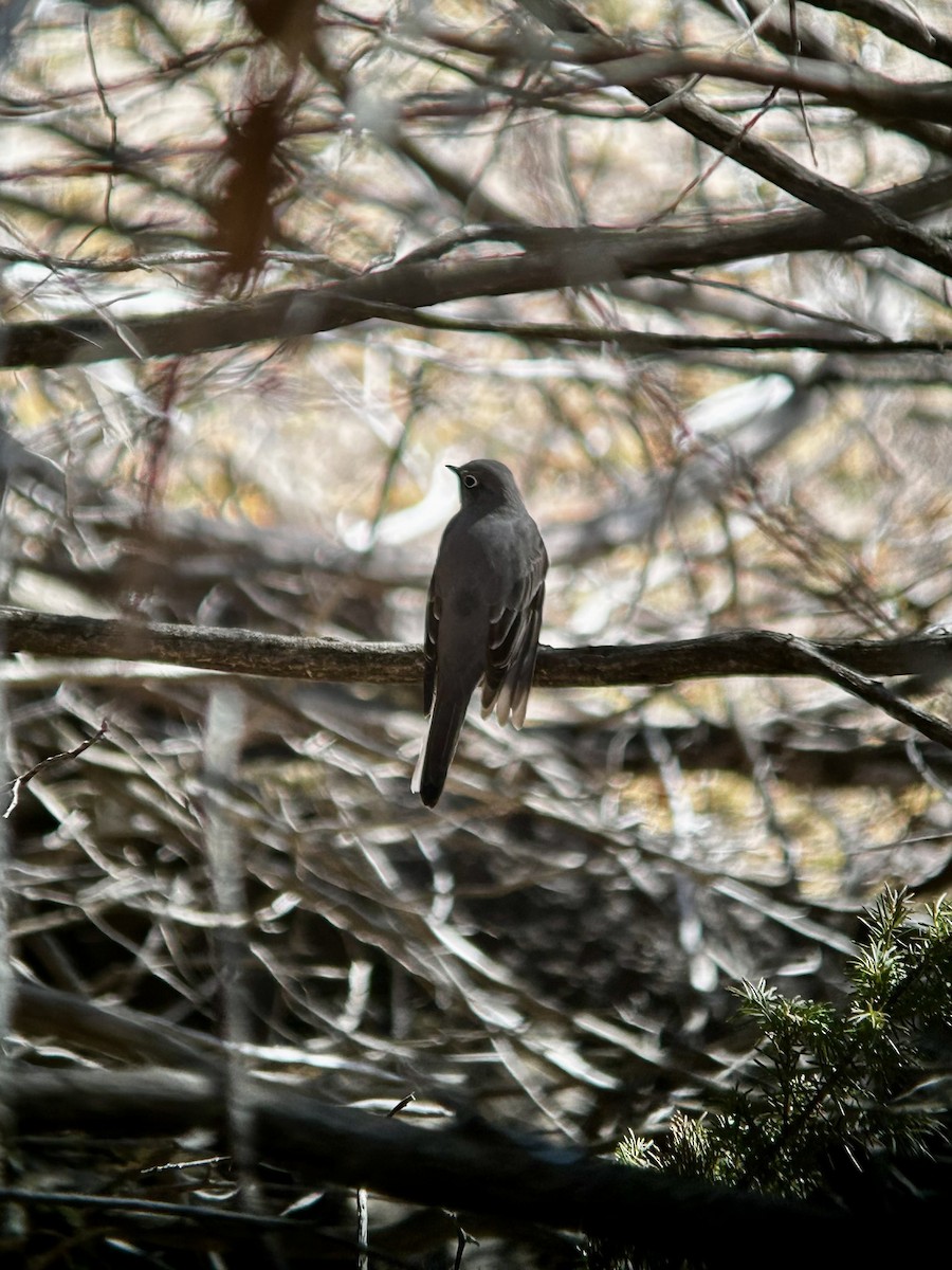 Townsend's Solitaire - ML616989964
