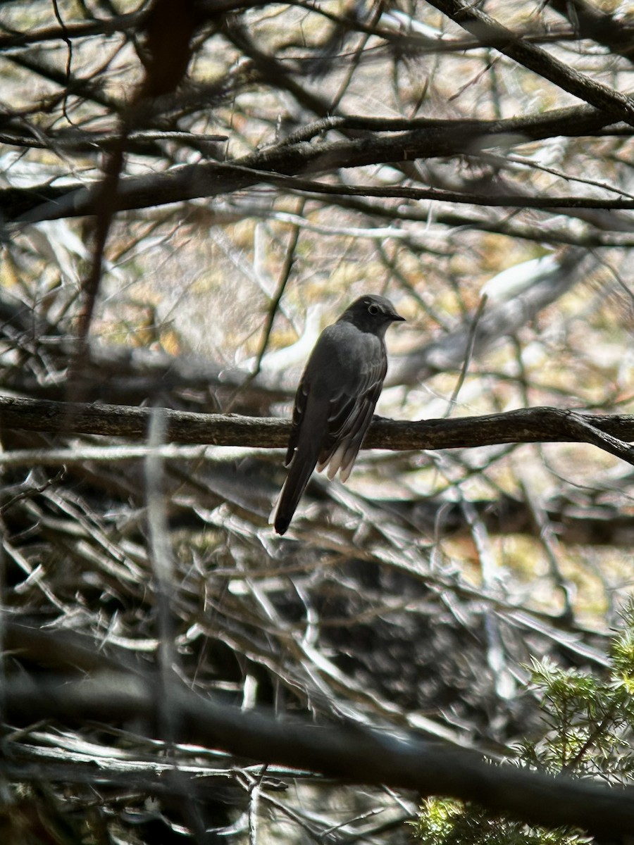 Townsend's Solitaire - ML616989965