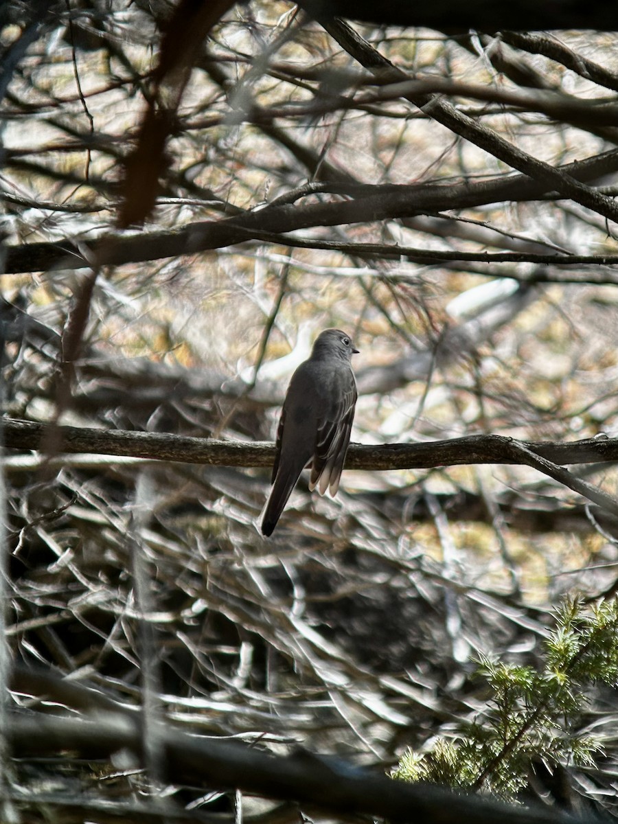 Townsend's Solitaire - ML616989966