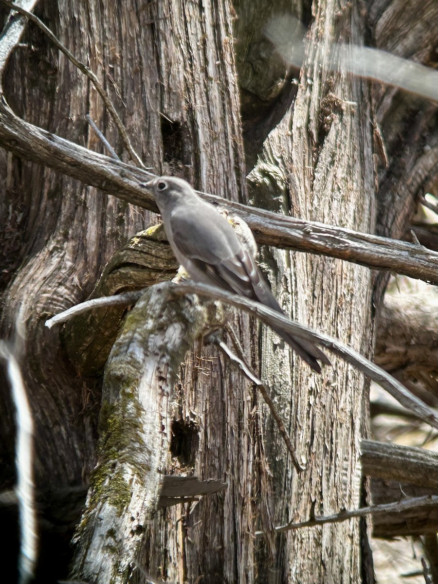 Townsend's Solitaire - ML616989967