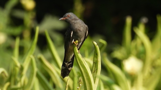 Gray-bellied Cuckoo - ML616989974