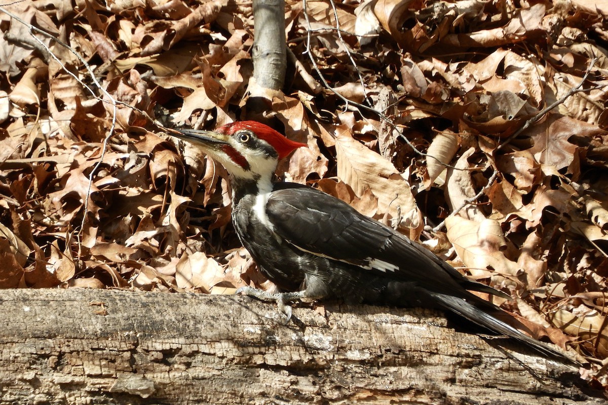 Pileated Woodpecker - Scott Keyes