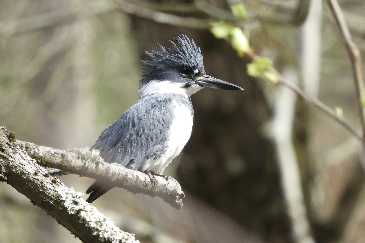 Belted Kingfisher - ML616990237