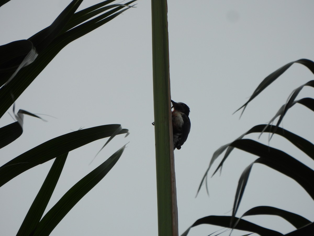Puerto Rican Woodpecker - ML616990390