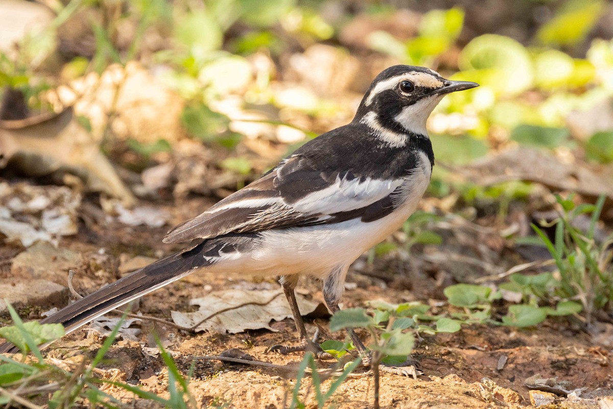 African Pied Wagtail - ML616990451