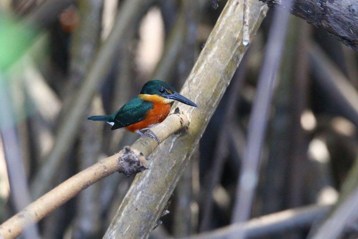 American Pygmy Kingfisher - Devin Griffiths