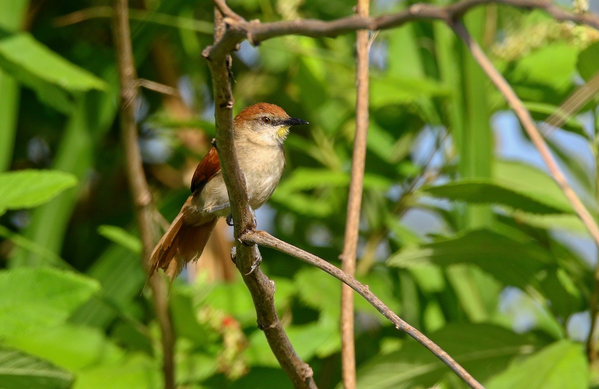 Yellow-chinned Spinetail - ML616990632