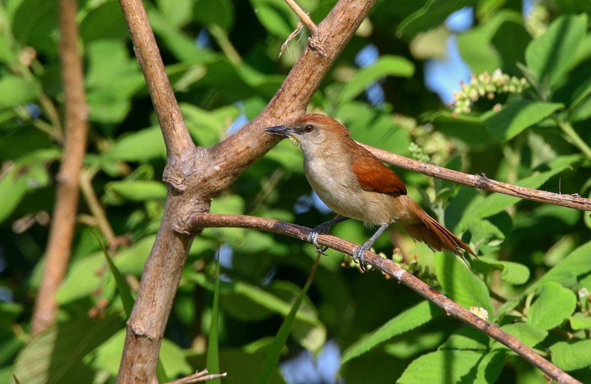 Yellow-chinned Spinetail - ML616990634