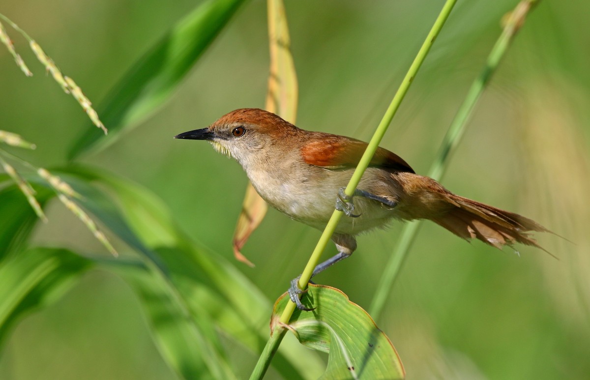Yellow-chinned Spinetail - ML616990635