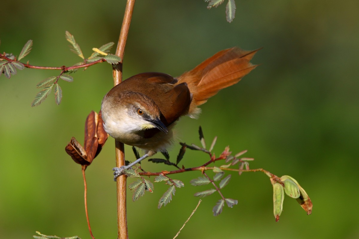 Yellow-chinned Spinetail - ML616990637