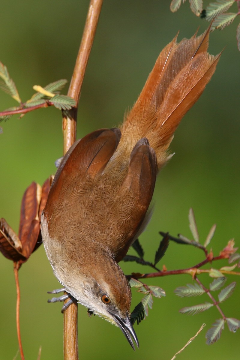 Yellow-chinned Spinetail - ML616990641