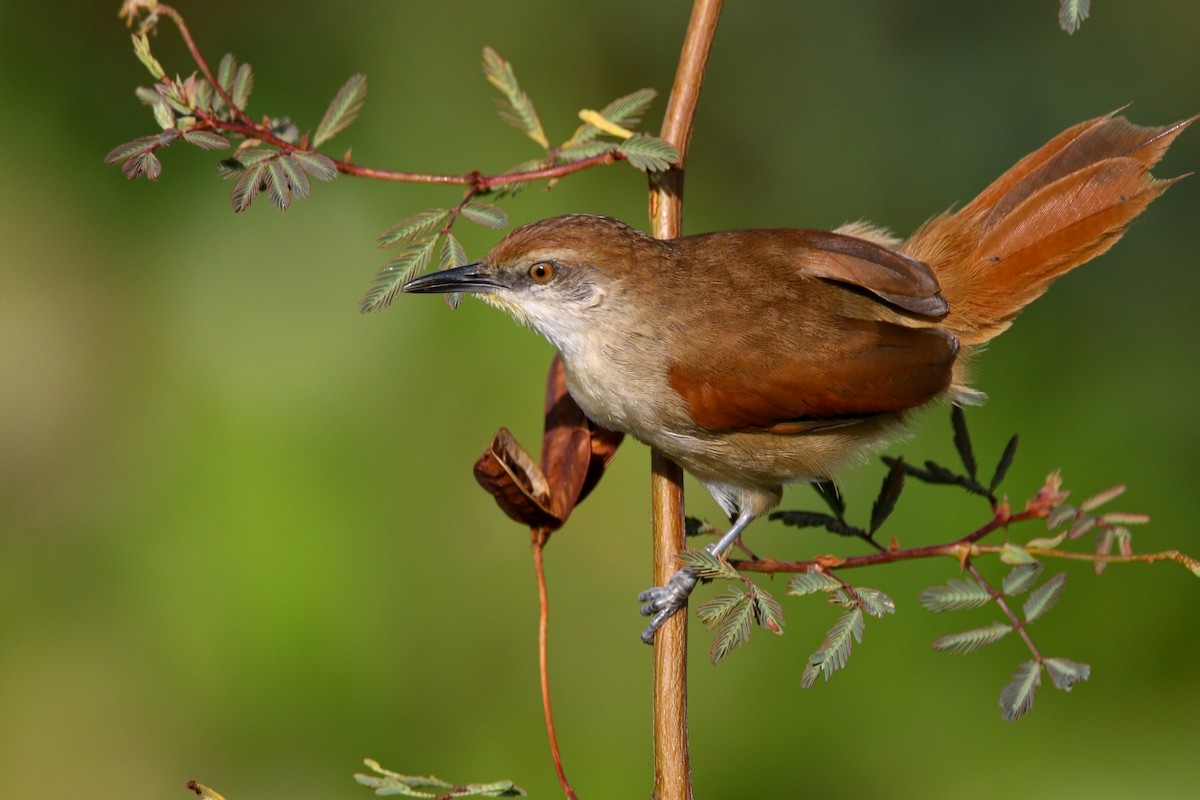 Yellow-chinned Spinetail - ML616990655