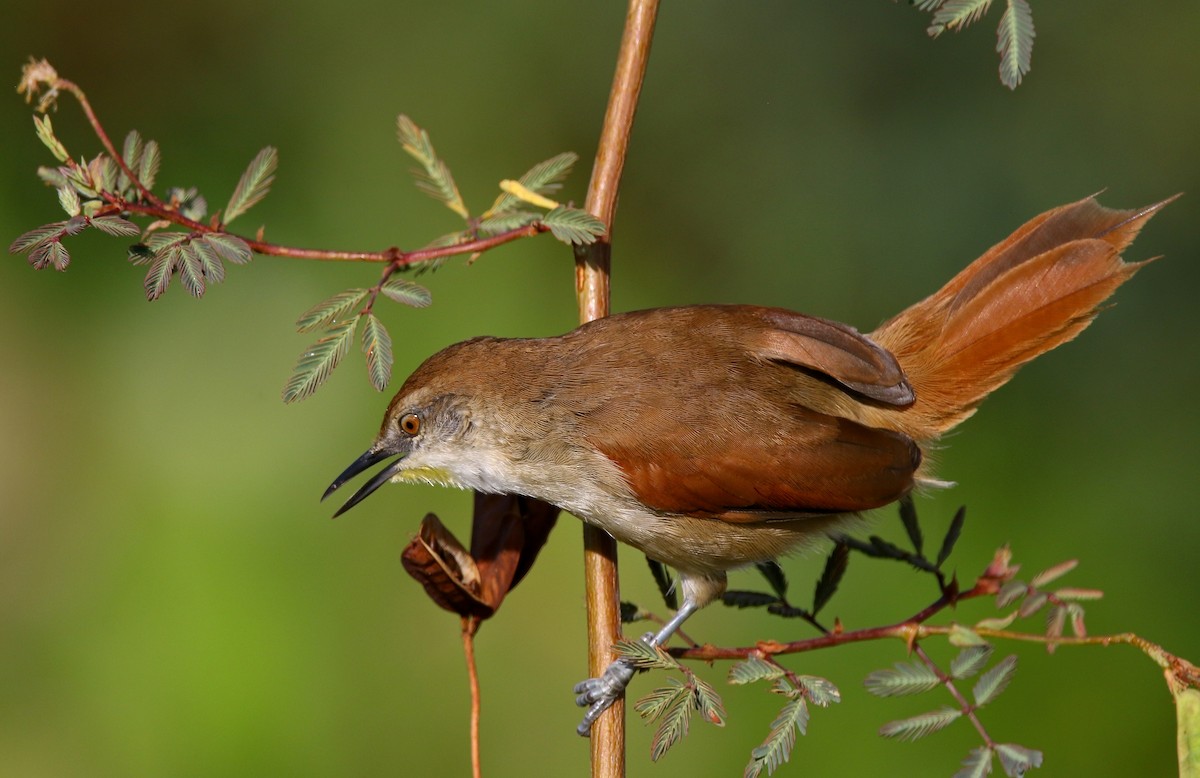 Yellow-chinned Spinetail - ML616990659