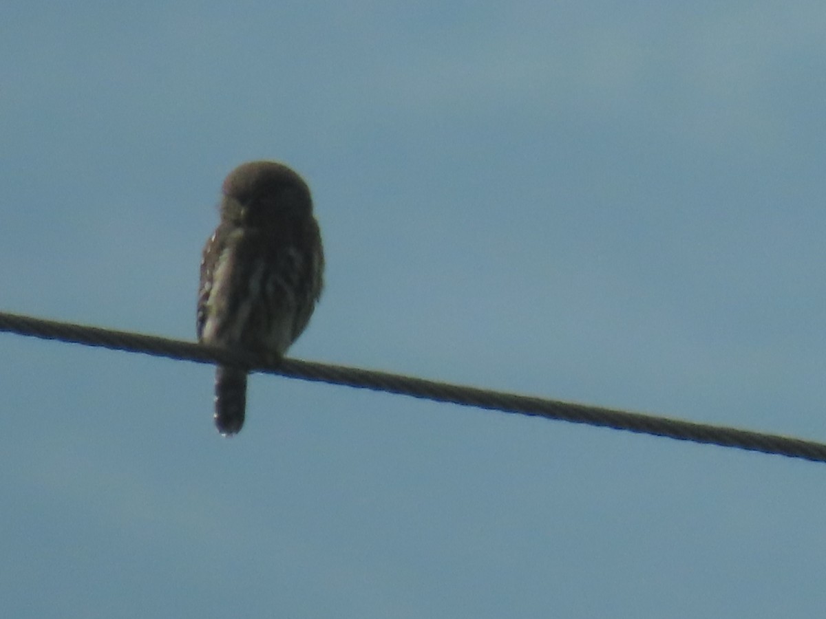 Peruvian Pygmy-Owl - ML616990856