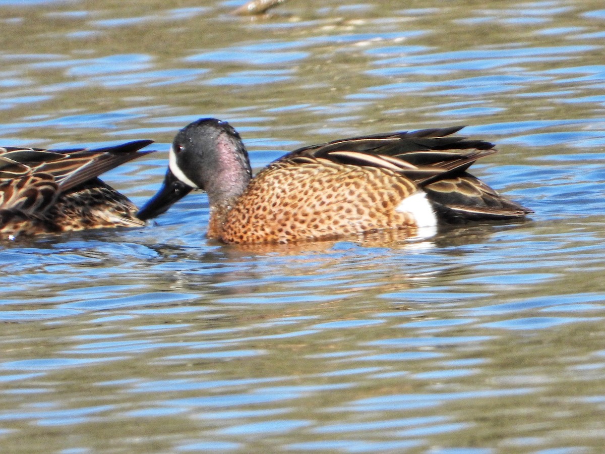 Blue-winged Teal - ML616991014