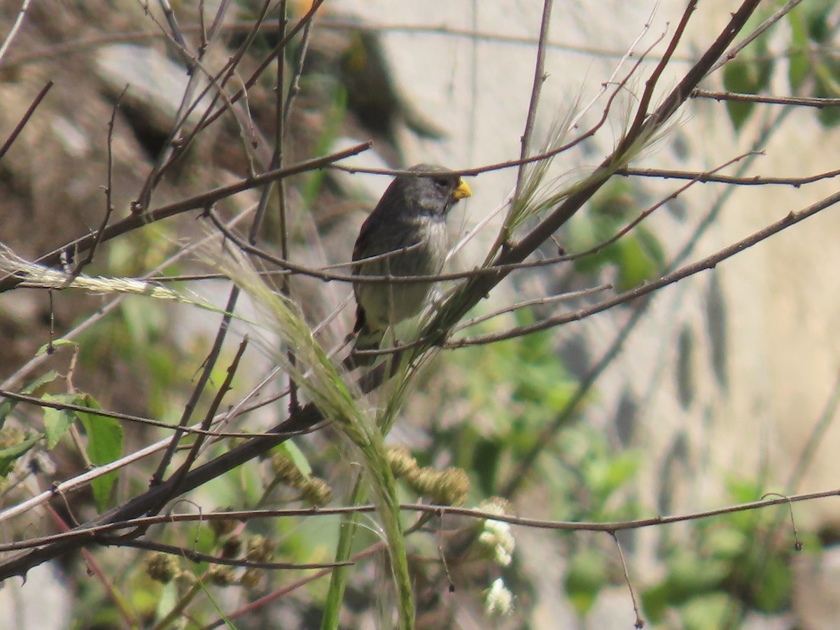 Band-tailed Seedeater - ML616991030