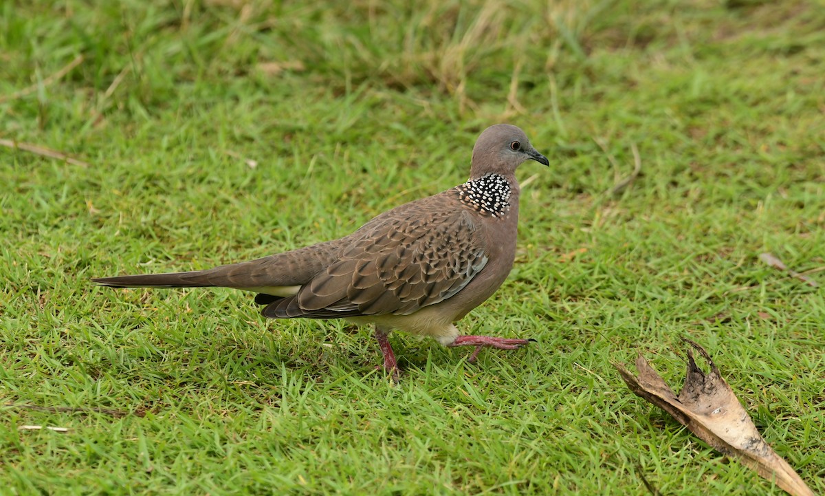 Spotted Dove - ML616991037